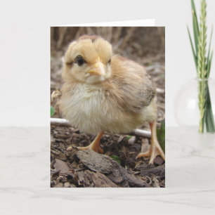 Carte La poule dans le jardin