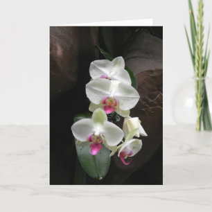 Carte La sympathie assez blanche d'orchidées ou vous