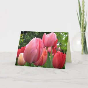 Carte La tulipe de printemps rose et rouge fleurit