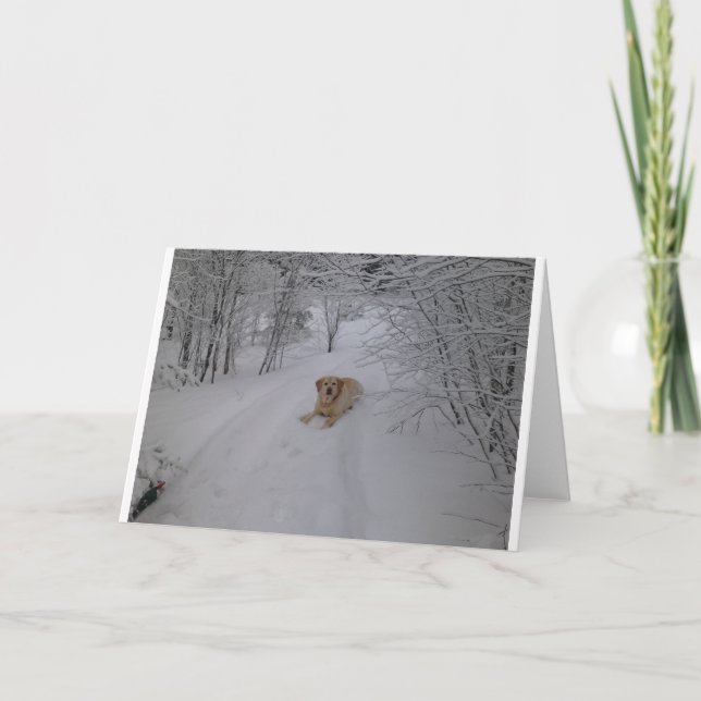 Carte Laboratoire jaune détendant dans la neige fraîche (Devant)
