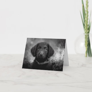 Carte Labradoodle en B&W