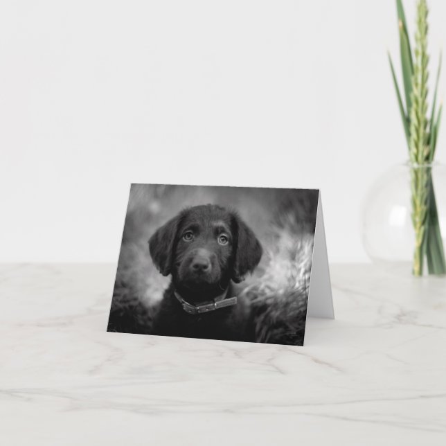 Carte Labradoodle en B&W (Devant)