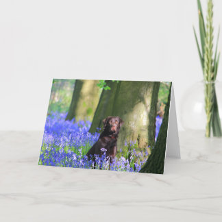 Carte Labrador Brown dans les jacinthes des bois