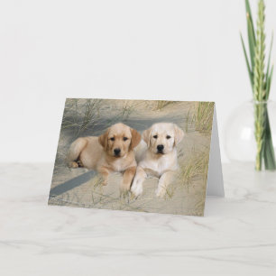 Carte Labrador Retriever Card Pubs Sur La Plage