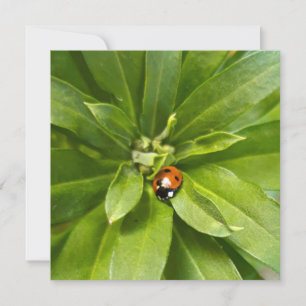 Carte Ladybug