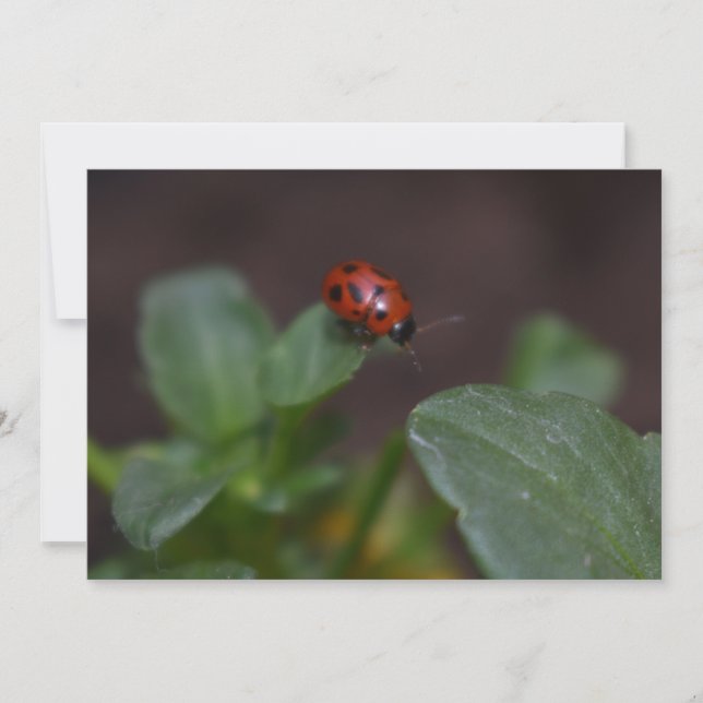 Carte Ladybug (Devant)
