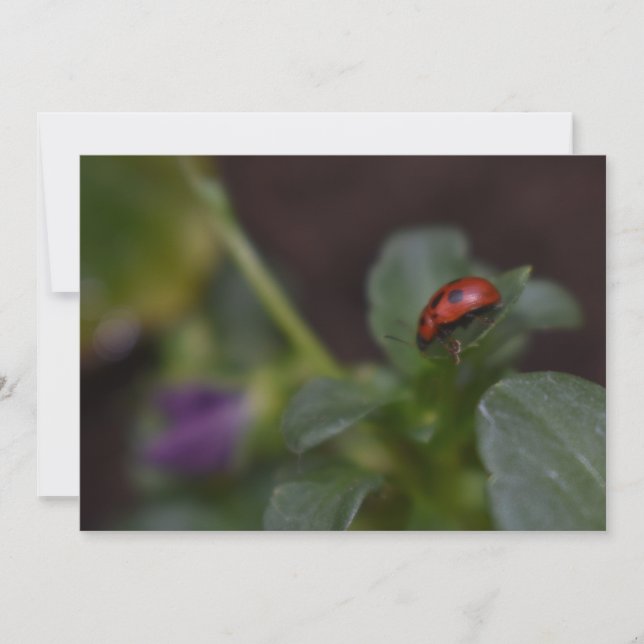 Carte Ladybug (Devant)