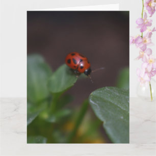 Carte Ladybug
