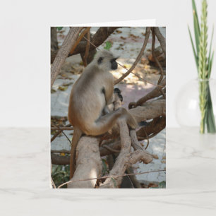 Carte Langur gris - Prendre un repos