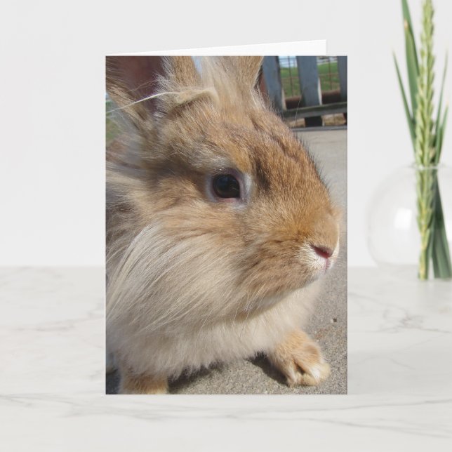 Carte Lapin à tête blanche (Devant)