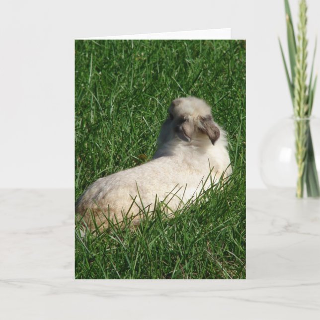 Carte Lapin à tête de lionceau dans l'herbe (Devant)