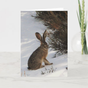 Carte Lapin De Neige