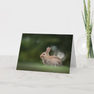 Carte Lapin Lapin Nature Photo