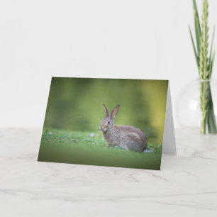 Carte Lapin Lapin Nature Photo