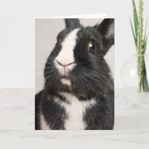 Carte Lapin lapin noir et blanc Startted