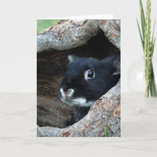 Carte Lapin noir en creux d'un arbre