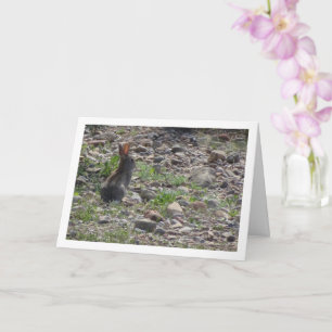 Carte Lapin sauvage en campagne