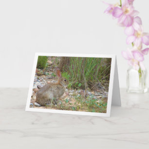 Carte Lapin sauvage en campagne