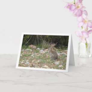 Carte Lapin sauvage en campagne