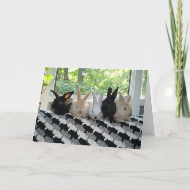 Carte Lapins (Devant)