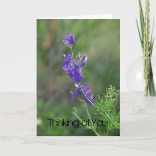 Carte Larkspur se sent mieux