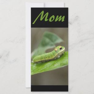 Carte Larva de la chenille papillon