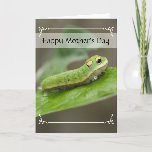 Carte Larva de la chenille papillon (Devant)