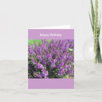Lavendar fleurit des souhaits d'anniversaire