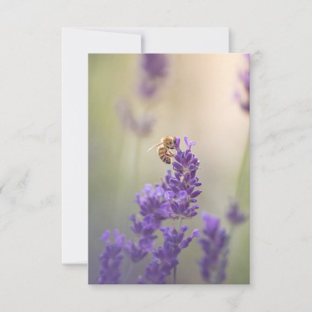 Carte Lavender Flower Honeybee Nature Photo (Devant)