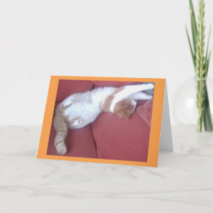 Carte Lazy Cats 2 Photo Grey Card - Cat Naps