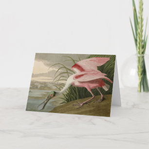 Carte Le bec-de-rose des Oiseaux d'Amérique d'Audubon