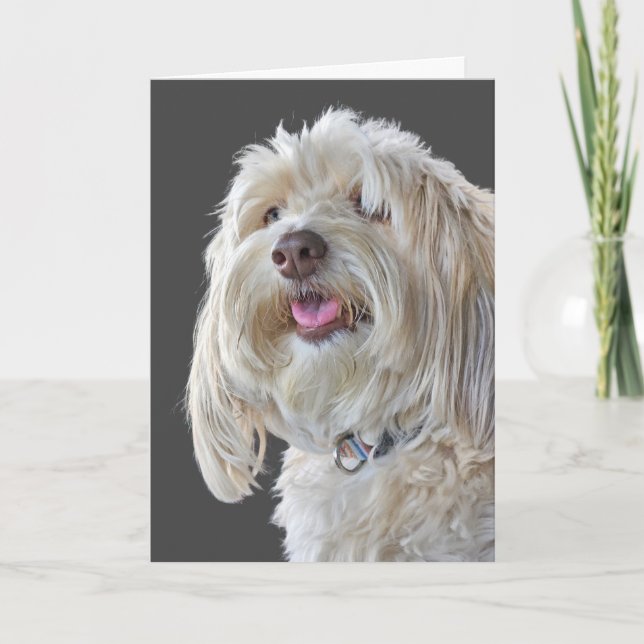 Carte Le caniche shaggy pour l'anniversaire (Devant)