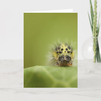 Carte le catapillar affamé