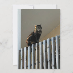 Carte Le Chat