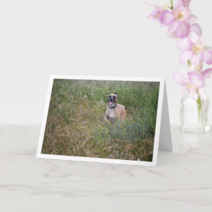 Carte Le chien court dans l'herbe