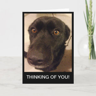 Carte Le chien triste pensant à vous cardent