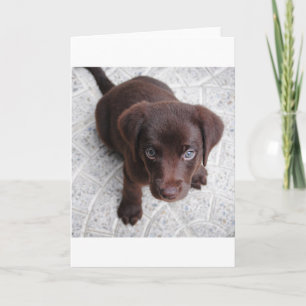Carte le chiot au chocolat du laboratoire assis deuxième