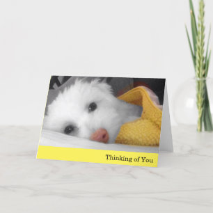Carte Le chiot blanc, pensée couvrante jaune à vous