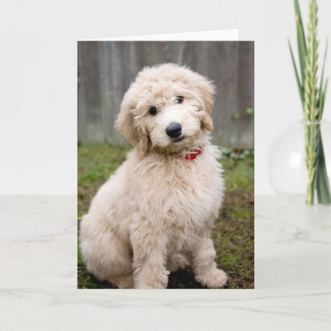 Carte Le Chiot De Goldendoodle S'Assis Dans L'Herbe (Devant)