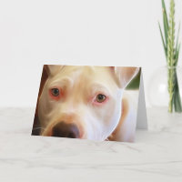 Le chiot de Pitbull observe la photographie d'art