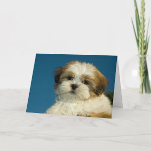 Carte Le chiot de Shih Tzu "pensant à vous" cardent