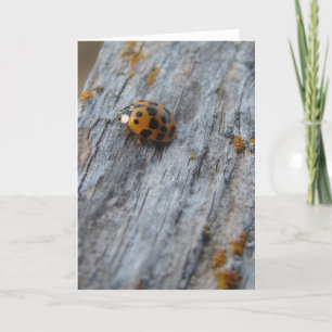 Carte Le coléoptère japonais sur la clôture