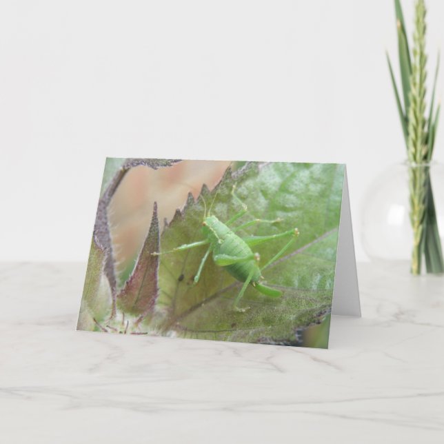 Carte Le cricket vert sur une feuille de voeux (Devant)