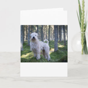 Carte le doux caoted wheten le terrier complètement en