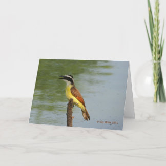 Carte Le grand Kiskadee