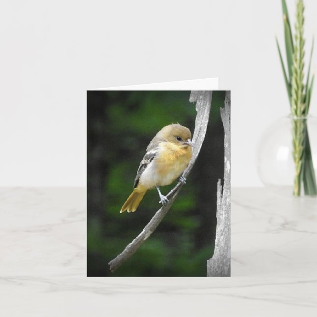 Carte Le jeune Oriole de Baltimore vierge à l'intérieur (Devant)