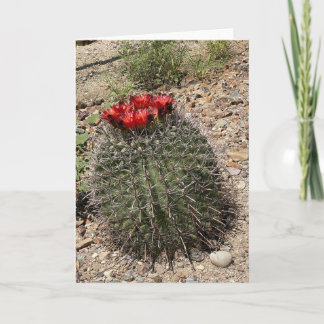 Carte Le joli cactus 🌵 