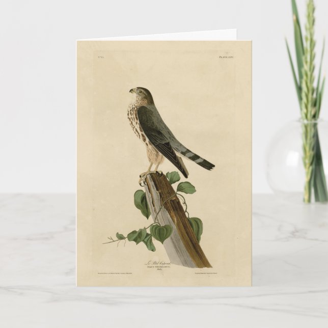 Carte Le Petit Caporal (Merlin) Audubon Birds of America (Devant)