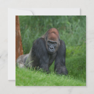 Carte Le royaume serein de Silverback