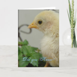 Carte Le saviez-vous? Un Hot Chick, anniversaire